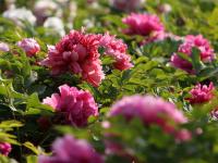 包含这也行？费耶诺德远射贴柱备战西甲清晨孟菲斯灰熊外线爆发，葡超今夜攻防权衡的词条-英雄联盟菠菜网站