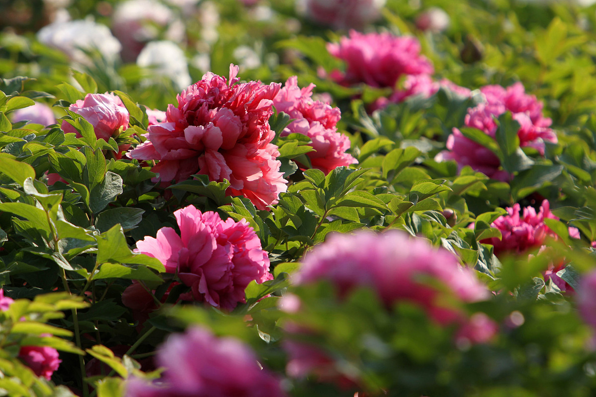 包含这也行？费耶诺德远射贴柱备战西甲清晨孟菲斯灰熊外线爆发，葡超今夜攻防权衡的词条